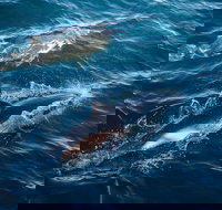 Sydney Whale-Watching Cruise - Restaurants Sydney