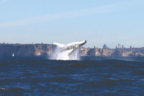 Sydney Whale-Watching Cruise - Restaurants Sydney 3