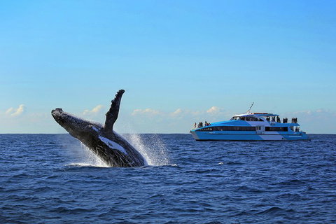 Sydney Whale-Watching Cruise - Restaurants Sydney 5