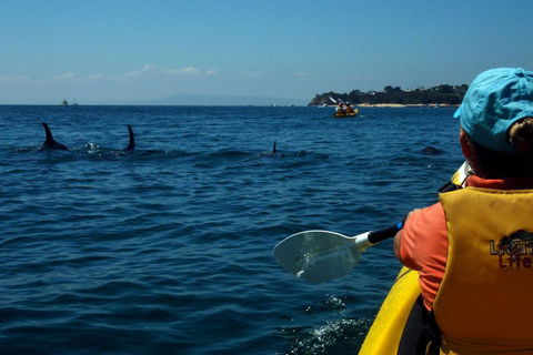 Mornington Peninsula Kayak Coastline Tour Of Dolphin Sanctuary - Restaurants Sydney 0