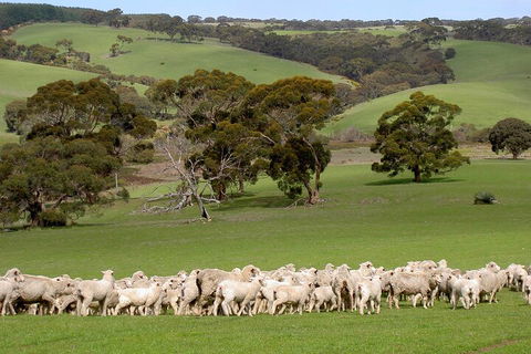 Kangaroo Island Luxury Small Group 'Island Life' Full Day Tour - Restaurants Sydney 1
