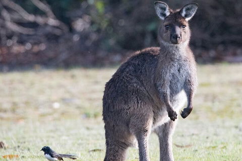 Kangaroo Island Luxury Small Group 'Island Life' Full Day Tour - Restaurants Sydney 2