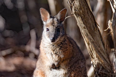 Kangaroo Island Luxury Small Group 'Island Life' Full Day Tour - Restaurants Sydney 3