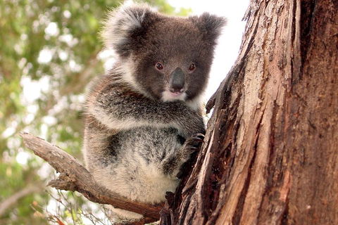 Kangaroo Island Luxury Small Group 'Island Life' Full Day Tour - Restaurants Sydney 4