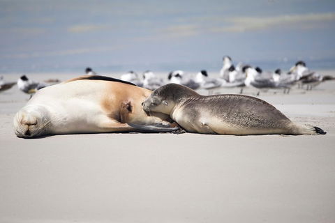 Kangaroo Island Luxury Small Group 'Island Life' Full Day Tour - Restaurants Sydney 5