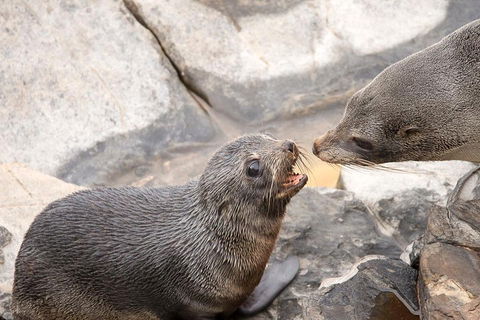 Kangaroo Island Luxury Small Group 'Flinders Chase Focus' Full Day Tour - Restaurants Sydney 2