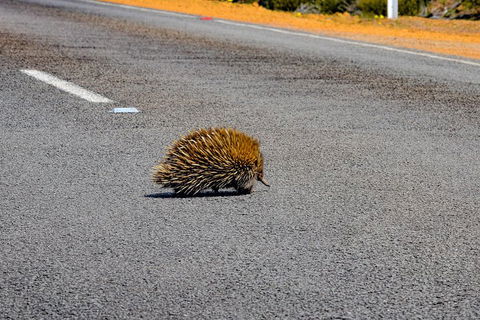 Kangaroo Island Luxury Small Group 'Flinders Chase Focus' Full Day Tour - Restaurants Sydney 3