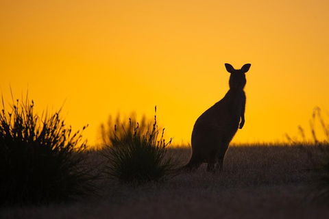 Kangaroo Island Luxury Small Group 'Flinders Chase Focus' Full Day Tour - Restaurants Sydney 5