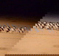 Phillip Island Penguin Parade Express Tour from Melbourne - Restaurants Sydney