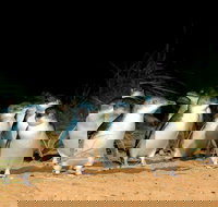 Puffing Billy Moonlit Sanctuary  Penguins Day Tour - Restaurants Sydney