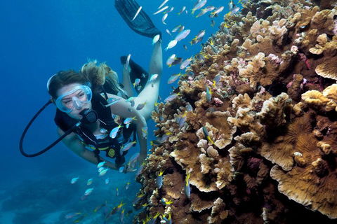 Great Barrier Reef Diving And Snorkeling Cruise From Cairns - Restaurants Sydney 1