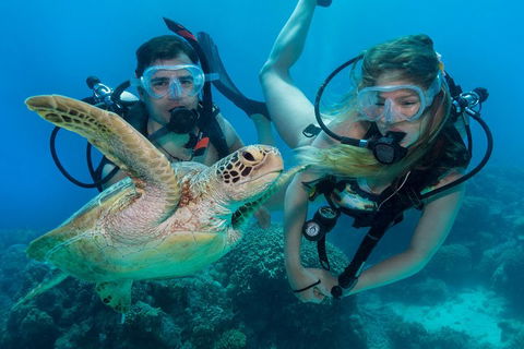 Great Barrier Reef Diving And Snorkeling Cruise From Cairns - Restaurants Sydney 4