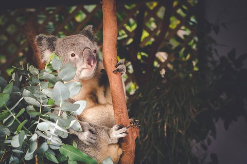 Small-Group Blue Mountains Day Trip From Sydney With Wildlife Park - Restaurants Sydney 2