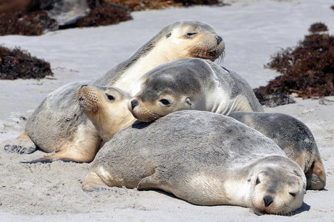 Small-Group Kangaroo Island 4WD Tour From Adelaide - Restaurants Sydney 1