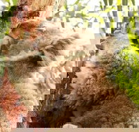 Small-Group Phillip Island Day Trip from Melbourne - Restaurants Sydney