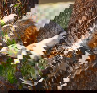 Melbourne City Tour and Phillip Island in One Day - Restaurants Sydney