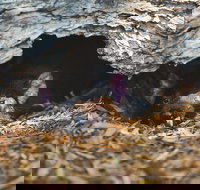 Private Tour Phillip Island Penguin Parade and Moonlit Sanctuary Conservation Park from Melbourne - Restaurants Sydney