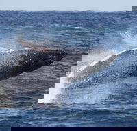 Whale Watching by Sea World Cruises - Restaurants Sydney