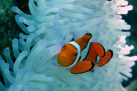 Seastar Luxury Outer Great Barrier Reef Island And Reef Tour From Cairns - Restaurants Sydney 0