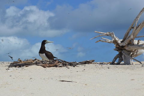 Seastar Luxury Outer Great Barrier Reef Island And Reef Tour From Cairns - Restaurants Sydney 1