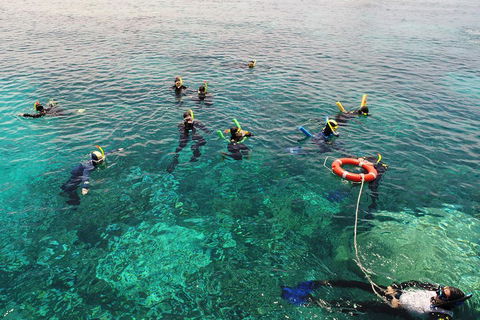 Seastar Luxury Outer Great Barrier Reef Island And Reef Tour From Cairns - Restaurants Sydney 2