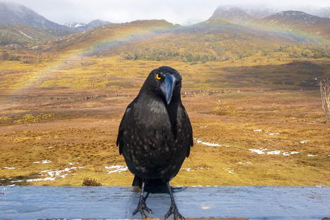 Cradle Mountain Park Explorer Guided Tour - Restaurants Sydney 2