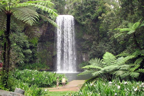 Private Daintree And Cape Tribulation Tour From Port Douglas - Restaurants Sydney 0
