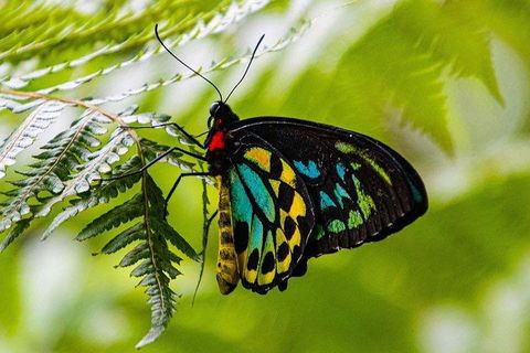 Private Daintree And Cape Tribulation Tour From Port Douglas - Restaurants Sydney 2