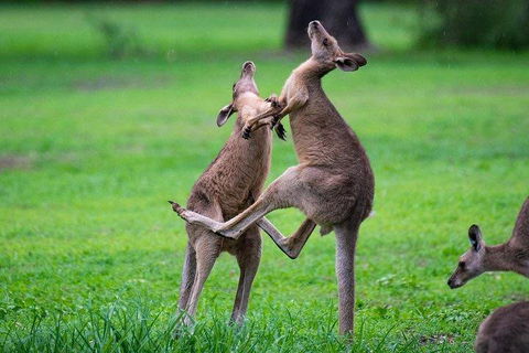 Private Daintree And Cape Tribulation Tour From Port Douglas - Restaurants Sydney 4