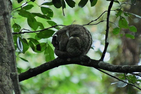 Private Daintree And Cape Tribulation Tour From Port Douglas - Restaurants Sydney 5