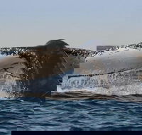 Sydney Whale-Watching Cruise Including Lunch or Breakfast - Restaurants Sydney