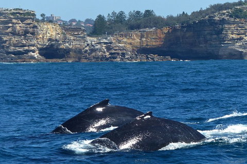 Sydney Whale-Watching Cruise Including Lunch Or Breakfast - Restaurants Sydney 2