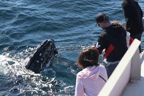 Sydney Whale-Watching Cruise Including Lunch Or Breakfast - Restaurants Sydney 5