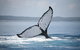 Hervey Bay Whale Watching Cruise - thumb 0