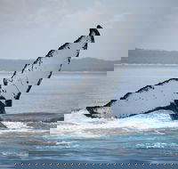 Hervey Bay Whale Watching Cruise - Restaurants Sydney
