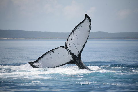 Hervey Bay Whale Watching Cruise - Restaurants Sydney 0