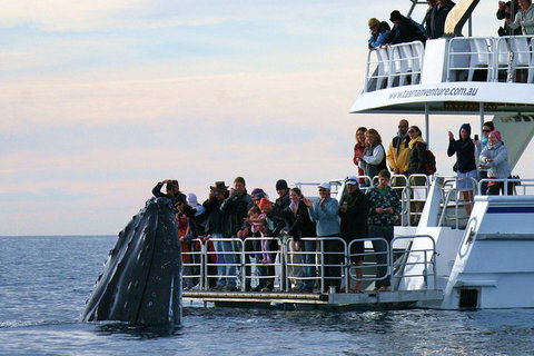 Hervey Bay Whale Watching Cruise - Restaurants Sydney 1