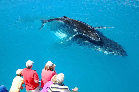 Hervey Bay Whale Watching Cruise - Restaurants Sydney 2