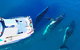 Hervey Bay Whale Watching Cruise - thumb 3