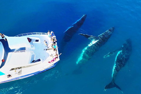 Hervey Bay Whale Watching Cruise - Restaurants Sydney 3