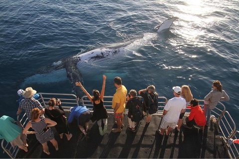 Hervey Bay Whale Watching Cruise - Restaurants Sydney 4