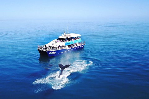 Hervey Bay Whale Watching Cruise - Restaurants Sydney 5