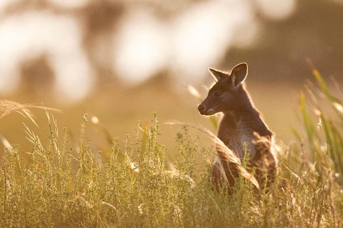 Blue Mountains Day Tour With Wildlife At Sunset From Sydney - Restaurants Sydney 2