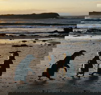 Phillip Island Penguin Parade Day Trip with Koala Conservation Reserve Visit - Restaurants Sydney