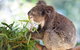 Blue Mountains Private Tour With Kangaroos & Koala Encounter - thumb 0