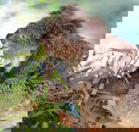 Blue Mountains Private Tour with Kangaroos  Koala Encounter - Restaurants Sydney