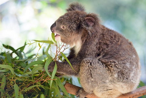 Blue Mountains Private Tour With Kangaroos & Koala Encounter - Restaurants Sydney 0