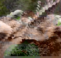 Melbourne Zoo General Entry Ticket - Restaurants Sydney