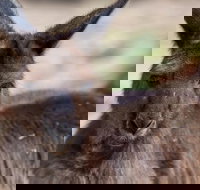 Australian Wildlife Tour at Melbourne Zoo Ticket - Restaurants Sydney