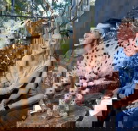 African Cat Encounter at Werribee Open Range Zoo - Restaurants Sydney